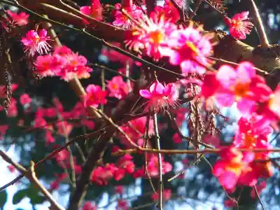 春日神社の自然