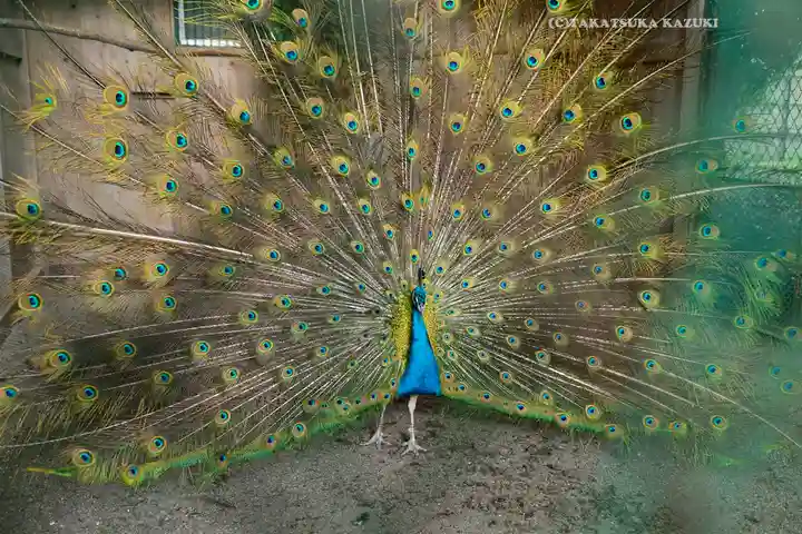 岩槻久伊豆神社(埼玉県)