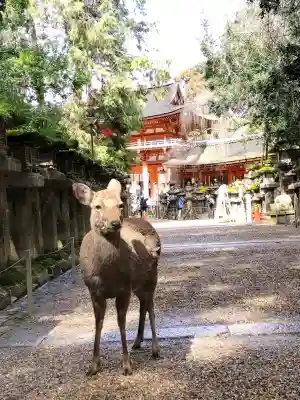 春日大社の{uncategorized: "未分類", other: "その他", undefined: "問題あり", building: "その他建物", grave: "お墓", sacred_gate: "鳥居", guardian: "狛犬", statue: "像", buddha: "仏像", history: "歴史", nature: "自然", garden: "庭園", animal: "動物", pagoda: "塔", temizu: "手水舎", mountain_gate: "山門・神門", sanctuary: "本殿・本堂", subordinate: "末社・摂社", art: "芸術", scenery: "景色", jizo: "地蔵", ema: "絵馬", goshuin: "御朱印", omikuji: "おみくじ", items: "授与品その他", amulet: "お守り", goshuincho: "御朱印帳", eats: "食事", festival: "お祭り", votive_dance: "神楽", shichigosan: "七五三参", wedding: "結婚式", experience: "体験その他", initially: "初詣", around: "周辺", anti_infection: "感染症対策"}