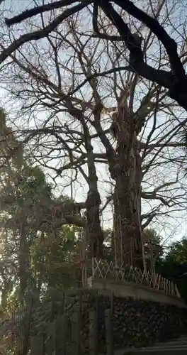 王子神社の自然