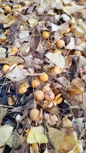 妹背牛神社の自然