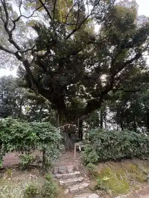 新日吉神宮の{uncategorized: "未分類", other: "その他", undefined: "問題あり", building: "その他建物", grave: "お墓", sacred_gate: "鳥居", guardian: "狛犬", statue: "像", buddha: "仏像", history: "歴史", nature: "自然", garden: "庭園", animal: "動物", pagoda: "塔", temizu: "手水舎", mountain_gate: "山門・神門", sanctuary: "本殿・本堂", subordinate: "末社・摂社", art: "芸術", scenery: "景色", jizo: "地蔵", ema: "絵馬", goshuin: "御朱印", omikuji: "おみくじ", items: "授与品その他", amulet: "お守り", goshuincho: "御朱印帳", eats: "食事", festival: "お祭り", votive_dance: "神楽", shichigosan: "七五三参", wedding: "結婚式", experience: "体験その他", initially: "初詣", around: "周辺", anti_infection: "感染症対策"}
