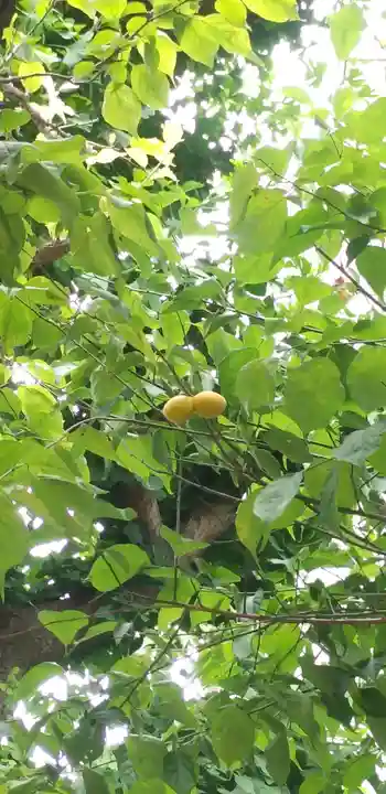 平河天満宮の自然