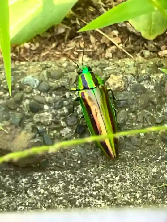 母智丘神社(東京都)