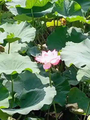 寛永寺不忍池弁天堂(東京都)