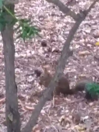北海道神宮の動物