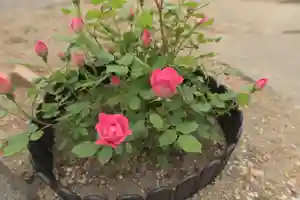 宝光寺の庭園(2021年06月20日(日) 13時58分25秒投稿)