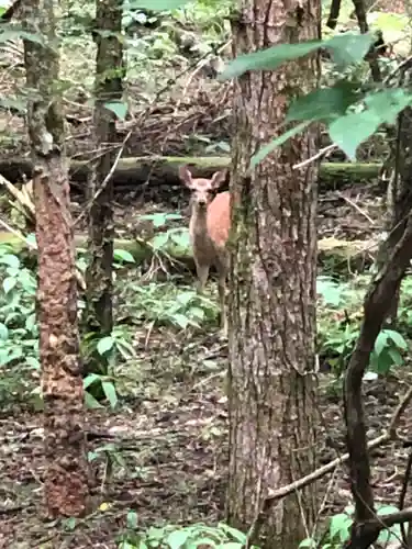 北口本宮冨士浅間神社の動物