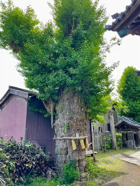 蛭子神社の自然