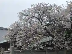 国分寺の自然