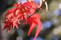 隠津島神社の自然