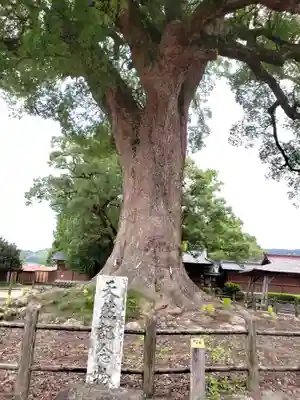 津江神社の自然