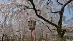 平野神社の庭園