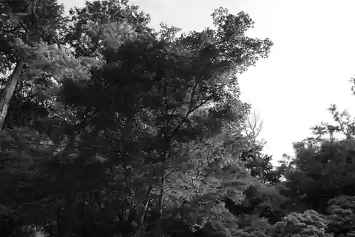 日吉大社の自然