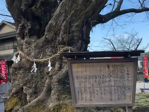 秩父今宮神社の自然
