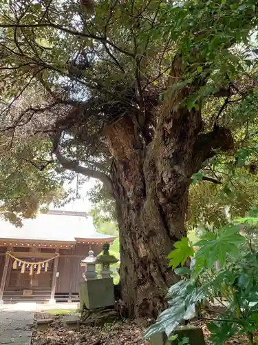 前廣神社の自然