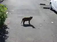 折上稲荷神社の動物