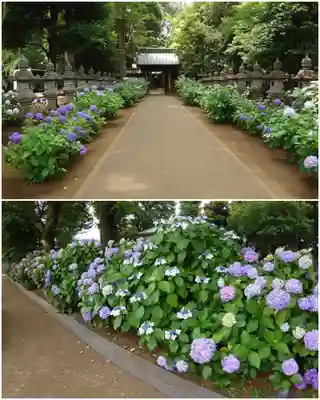 妙法寺(東京都)