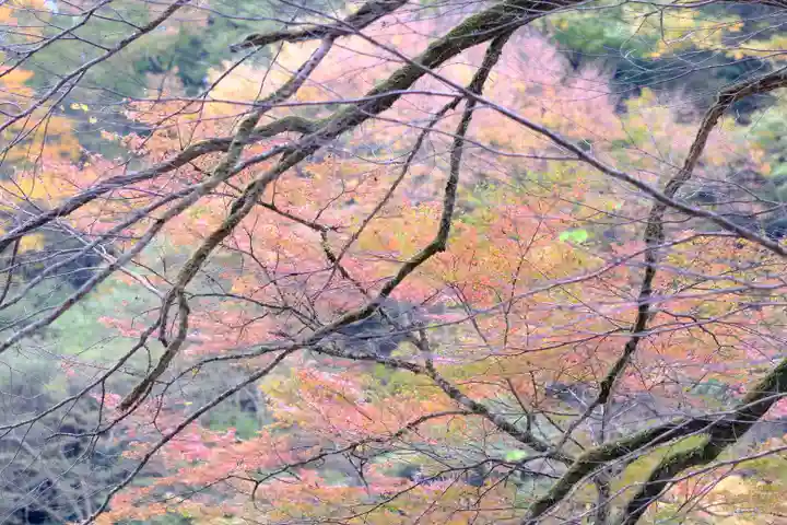 貴船神社の自然