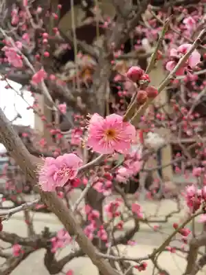 諏訪神社(東京都)