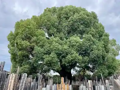 感應寺(東京都)