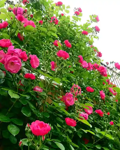 寿量山　速成寺の自然