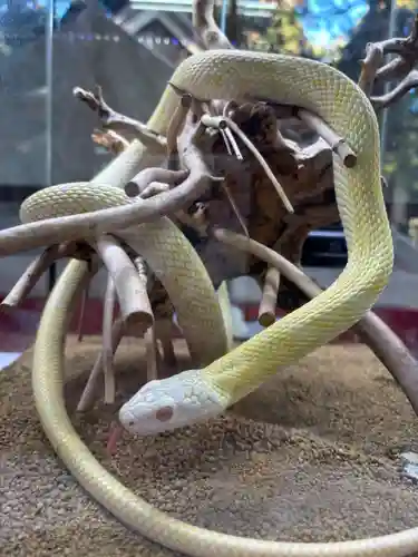 坪沼八幡神社の動物