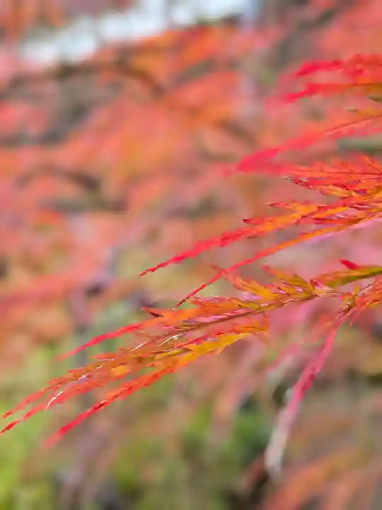 妙法寺(東京都)