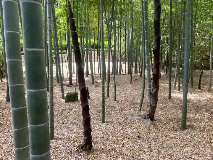 報国寺の{uncategorized: "未分類", other: "その他", undefined: "問題あり", building: "その他建物", grave: "お墓", sacred_gate: "鳥居", guardian: "狛犬", statue: "像", buddha: "仏像", history: "歴史", nature: "自然", garden: "庭園", animal: "動物", pagoda: "塔", temizu: "手水舎", mountain_gate: "山門・神門", sanctuary: "本殿・本堂", subordinate: "末社・摂社", art: "芸術", scenery: "景色", jizo: "地蔵", ema: "絵馬", goshuin: "御朱印", omikuji: "おみくじ", items: "授与品その他", amulet: "お守り", goshuincho: "御朱印帳", eats: "食事", festival: "お祭り", votive_dance: "神楽", shichigosan: "七五三参", wedding: "結婚式", experience: "体験その他", initially: "初詣", around: "周辺", anti_infection: "感染症対策"}