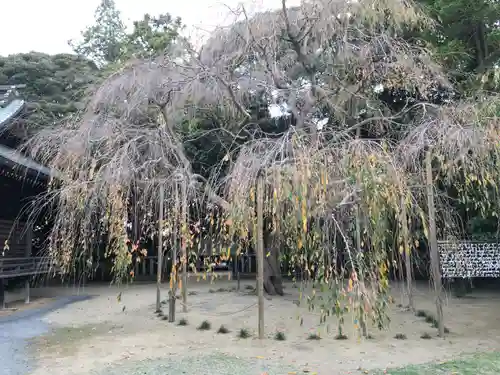 吉田神社の自然