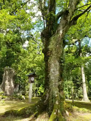 城端神明宮の自然