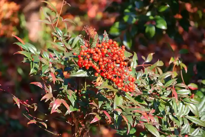 阿久津「田村神社」(郡山市阿久津町)旧社名:伊豆箱根三嶋三社の庭園