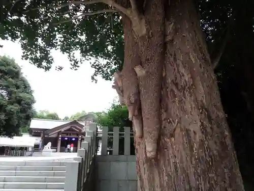 皇大神宮（烏森神社）の自然