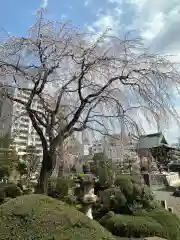 青柳寺(神奈川県)