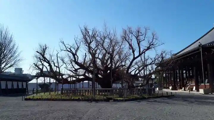 本願寺(西本願寺)の自然
