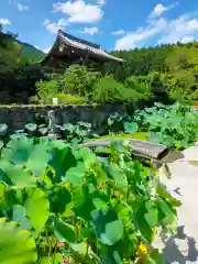 橋本院(奈良県)