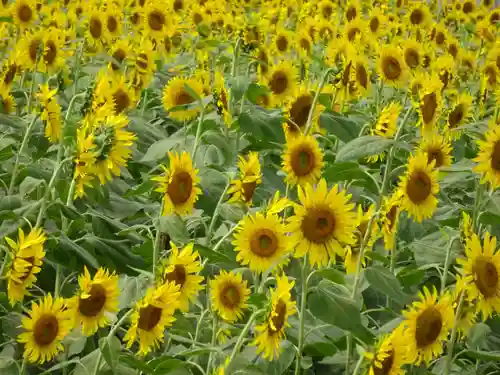 武州柿生琴平神社の周辺
