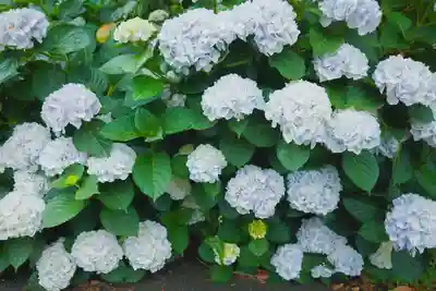 東大寺別院阿弥陀寺の自然
