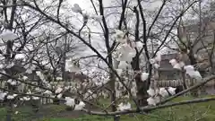 平野神社の自然