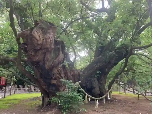 浜松八幡宮の自然