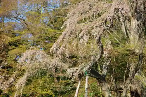 紫雲寺の自然