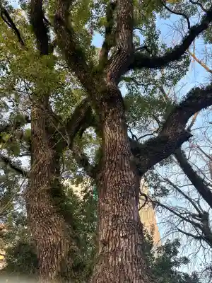 鳥飼八幡宮の{uncategorized: "未分類", other: "その他", undefined: "問題あり", building: "その他建物", grave: "お墓", sacred_gate: "鳥居", guardian: "狛犬", statue: "像", buddha: "仏像", history: "歴史", nature: "自然", garden: "庭園", animal: "動物", pagoda: "塔", temizu: "手水舎", mountain_gate: "山門・神門", sanctuary: "本殿・本堂", subordinate: "末社・摂社", art: "芸術", scenery: "景色", jizo: "地蔵", ema: "絵馬", goshuin: "御朱印", omikuji: "おみくじ", items: "授与品その他", amulet: "お守り", goshuincho: "御朱印帳", eats: "食事", festival: "お祭り", votive_dance: "神楽", shichigosan: "七五三参", wedding: "結婚式", experience: "体験その他", initially: "初詣", around: "周辺", anti_infection: "感染症対策"}