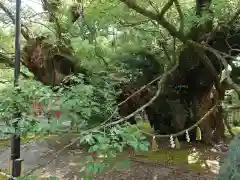 浜松八幡宮(静岡県)