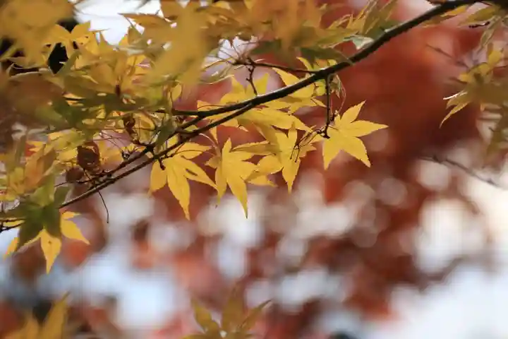 諏訪神社の自然