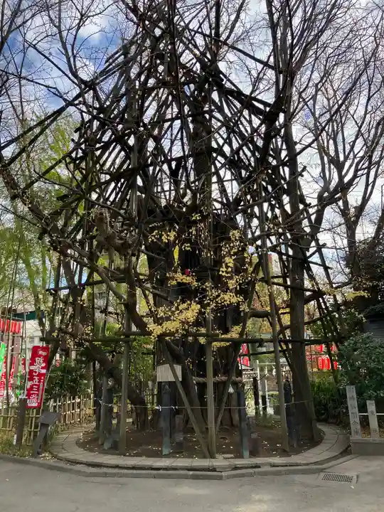 稲毛神社の自然