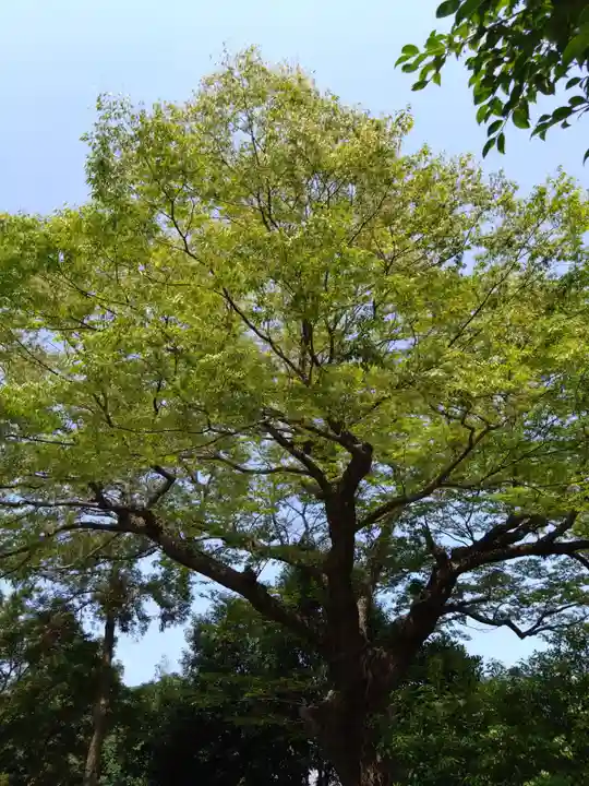 河内阿蘇神社の自然
