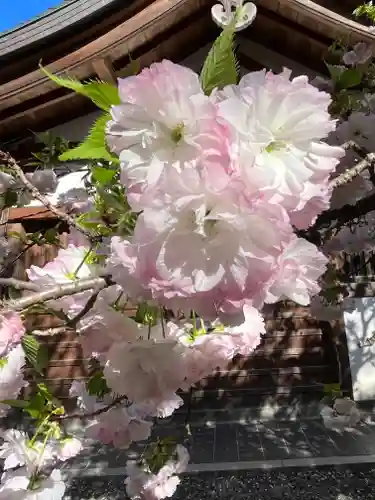 平野神社(京都府)
