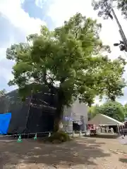 鷲宮神社の本殿