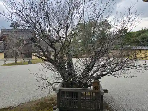 大覚寺(京都府)