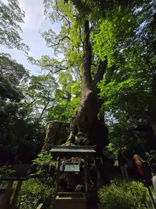 來宮神社(静岡県)